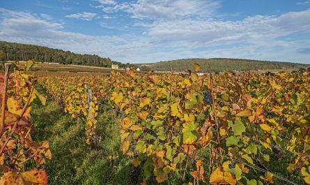 route des vins