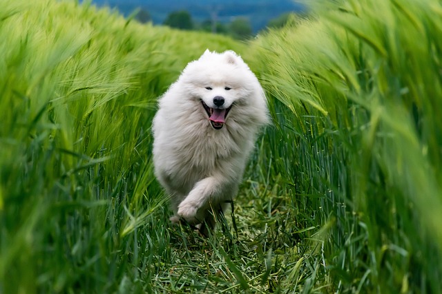 Activités amusantes à faire avec votre chien pour renforcer votre complicité