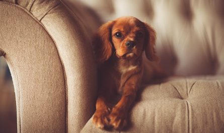 Jeux intellectuels pour chien