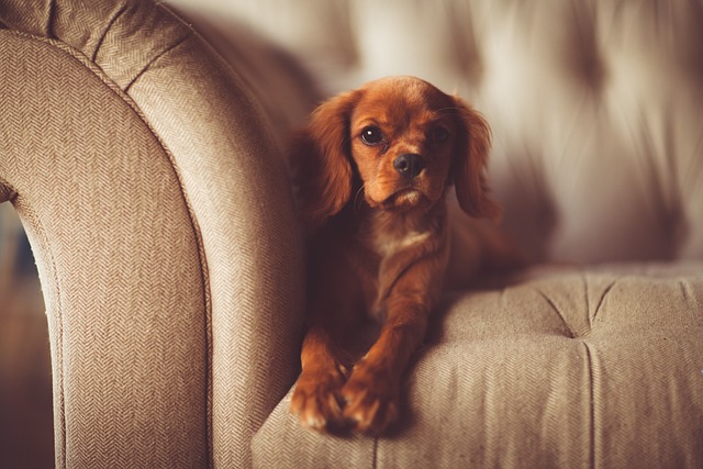 Jeux intellectuels pour chien