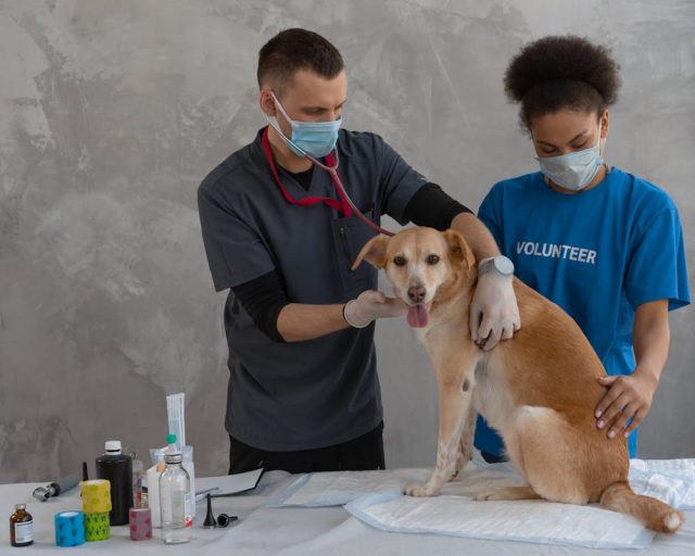 Vétérinaire pour animal